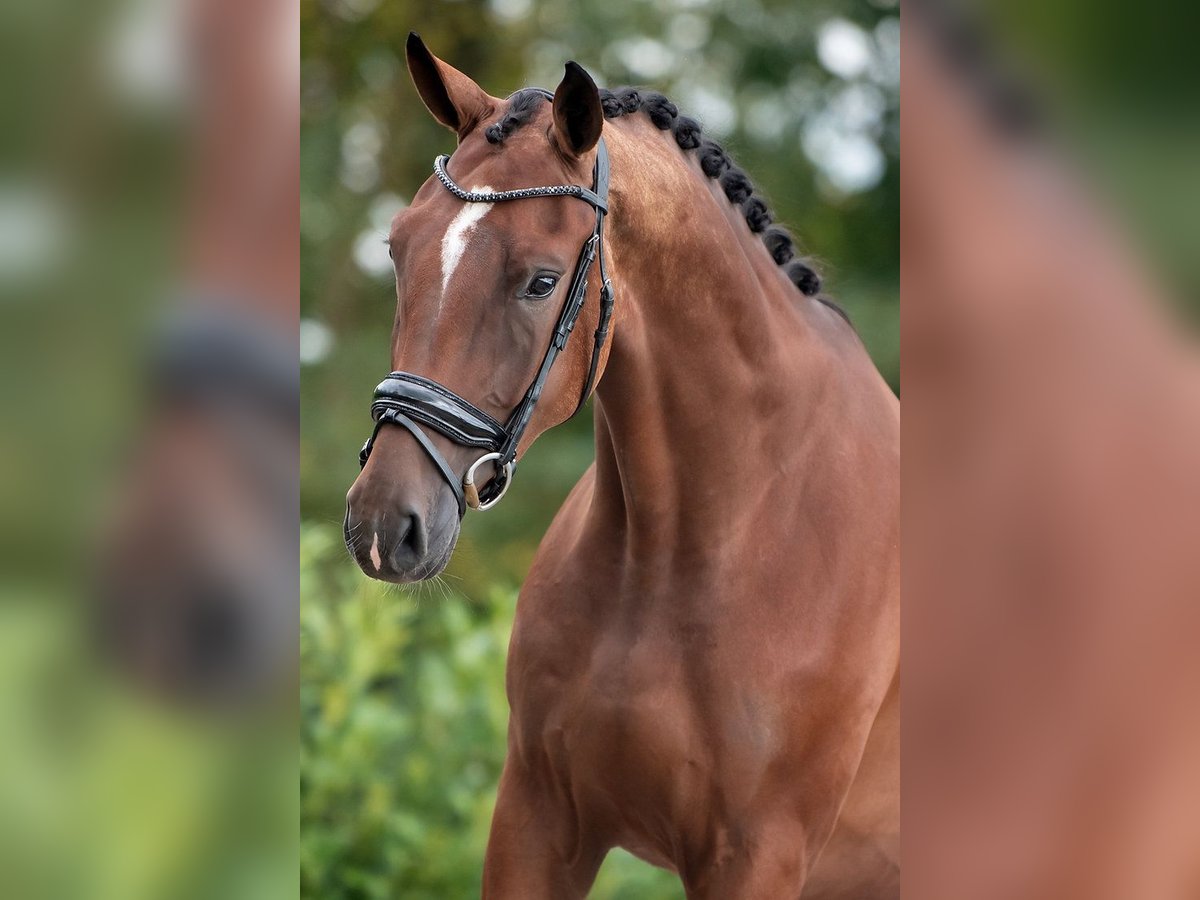 KWPN Caballo castrado 3 años 170 cm Castaño in Weert