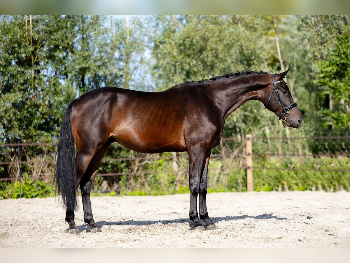 KWPN Caballo castrado 3 años 170 cm Castaño oscuro in Groningen