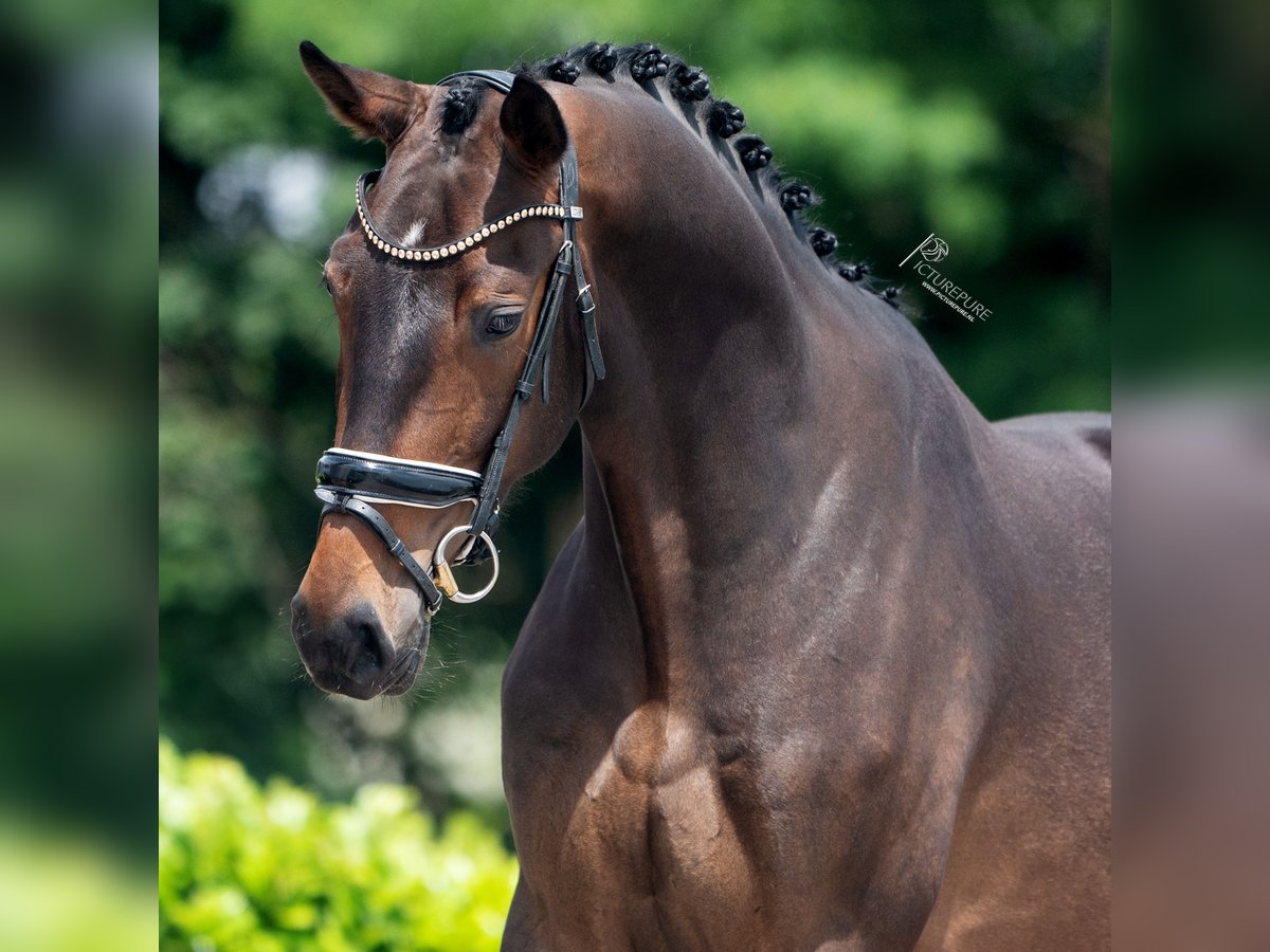 KWPN Caballo castrado 3 años 170 cm Castaño oscuro in Weert