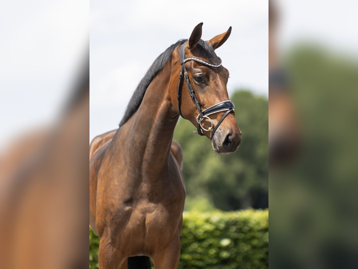 KWPN Caballo castrado 3 años 171 cm Castaño in Vledderveen