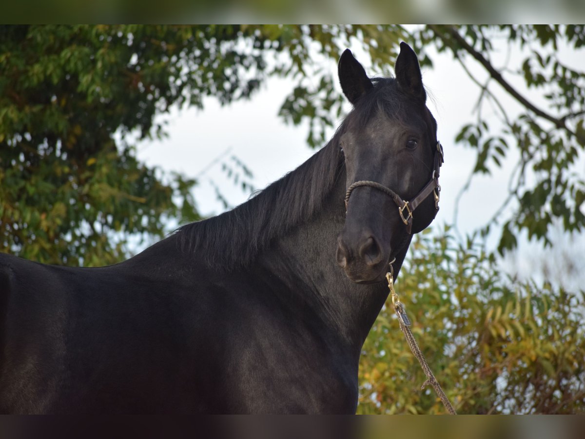 KWPN Caballo castrado 3 años 171 cm Negro in Huy