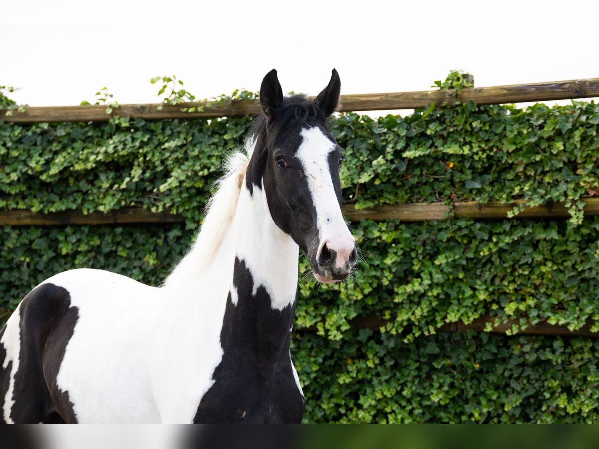 KWPN Caballo castrado 3 años 173 cm Pío in Waddinxveen