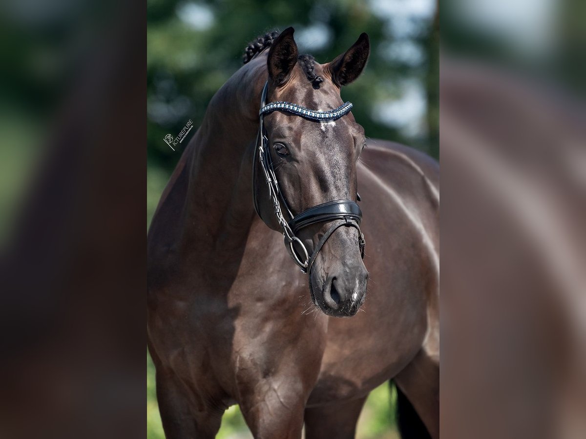 KWPN Caballo castrado 3 años 174 cm Negro in Weert