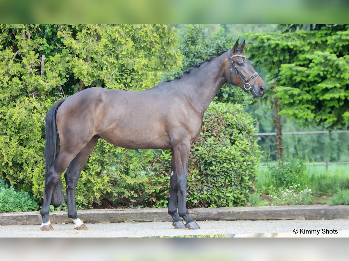 KWPN Caballo castrado 3 años 175 cm Castaño oscuro in Strijensas