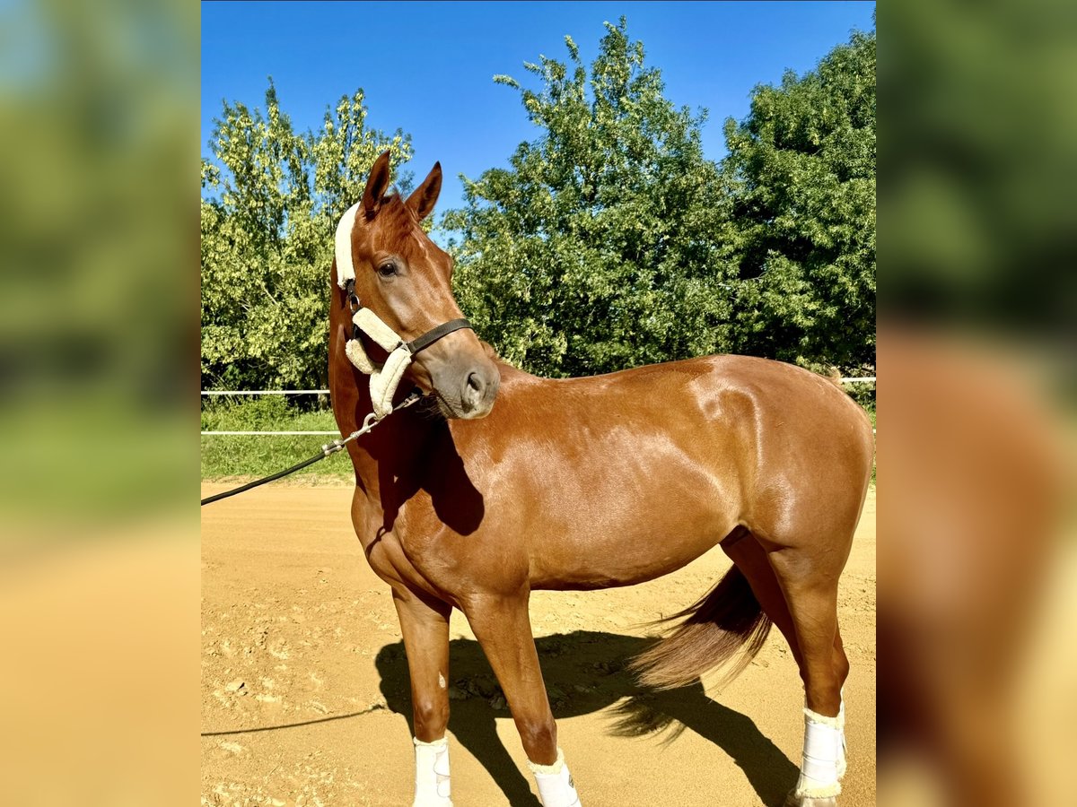 KWPN Caballo castrado 3 años Alazán-tostado in Saint-Aunès