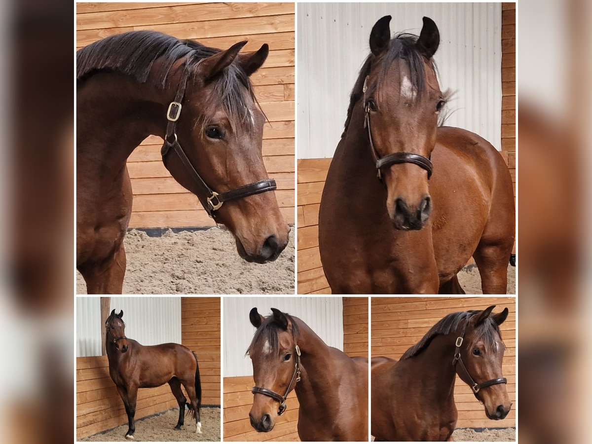 KWPN Caballo castrado 3 años in Den Ham KWPN Caballo castrado 3 años in Den Ham