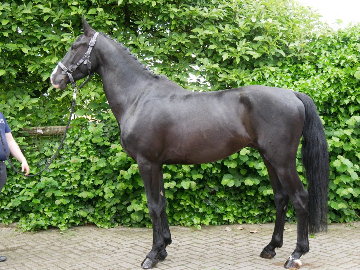 KWPN Mestizo Caballo castrado 4 años 157 cm in Dorsten