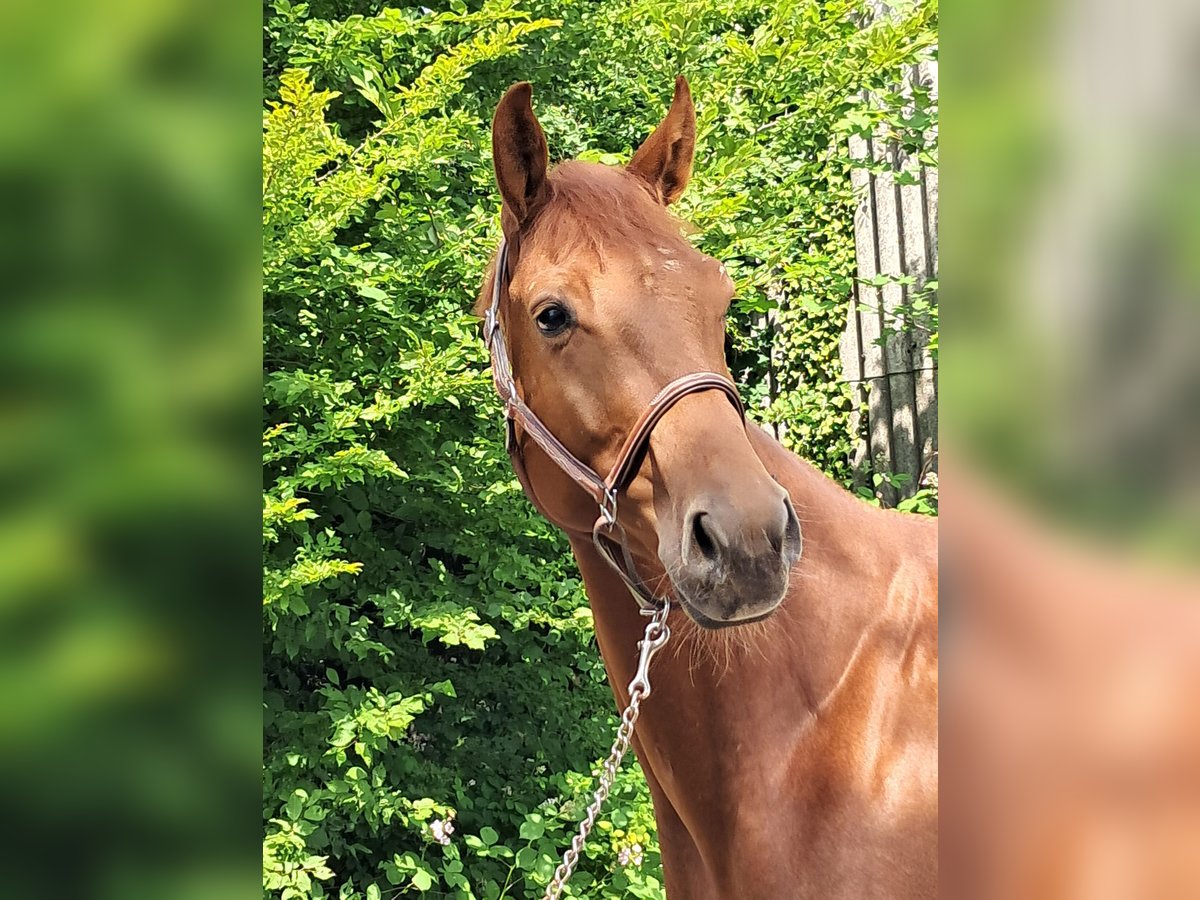KWPN Caballo castrado 4 años 162 cm Alazán in Messel