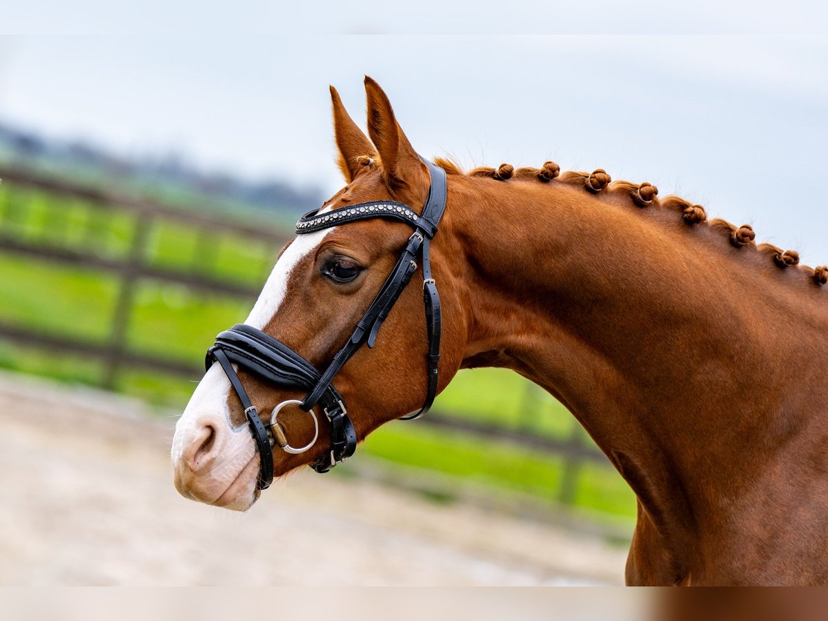 KWPN Caballo castrado 4 años 162 cm Castaño rojizo in Nieuwegein