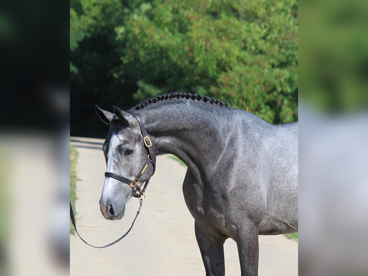 KWPN Caballo castrado 4 años 162 cm Tordo in Noville