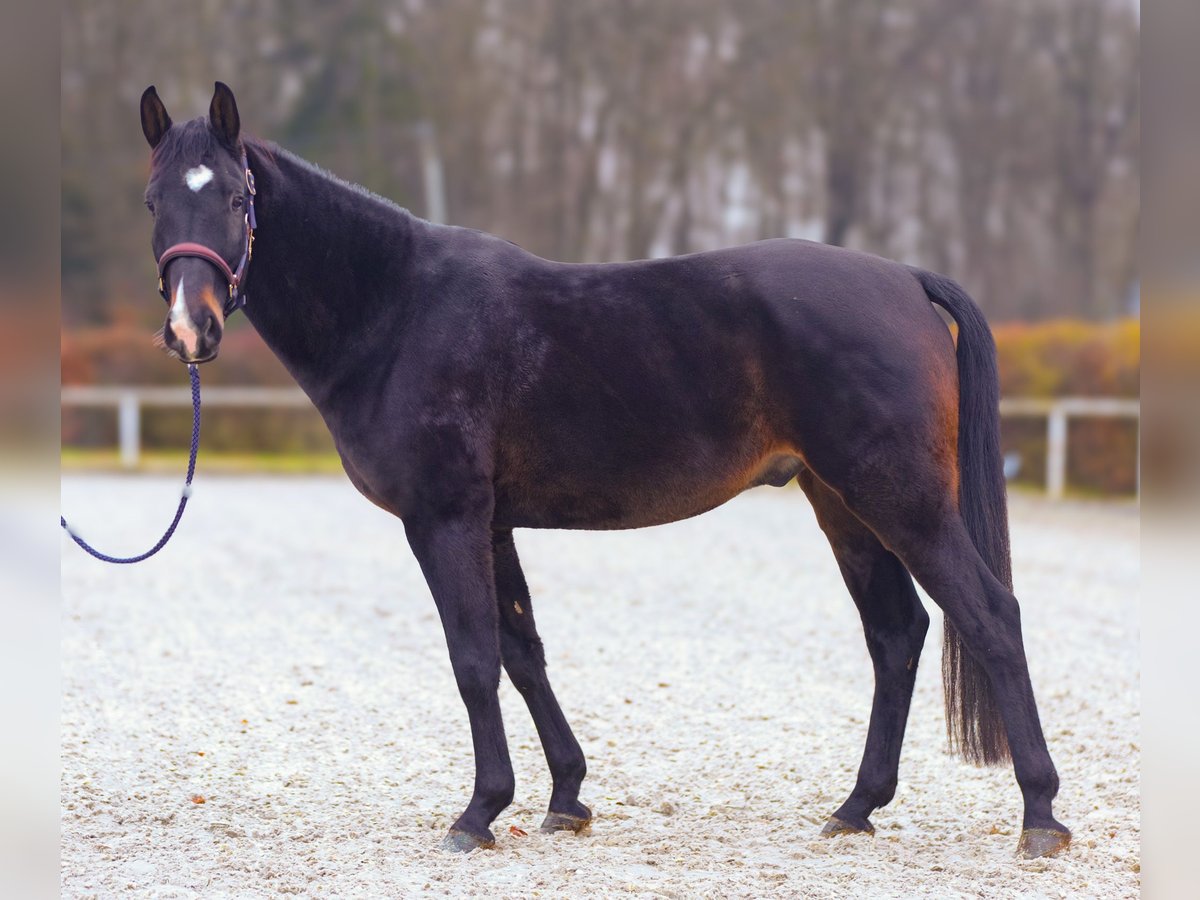 KWPN Caballo castrado 4 años 163 cm Castaño oscuro in Neustadt (Wied)