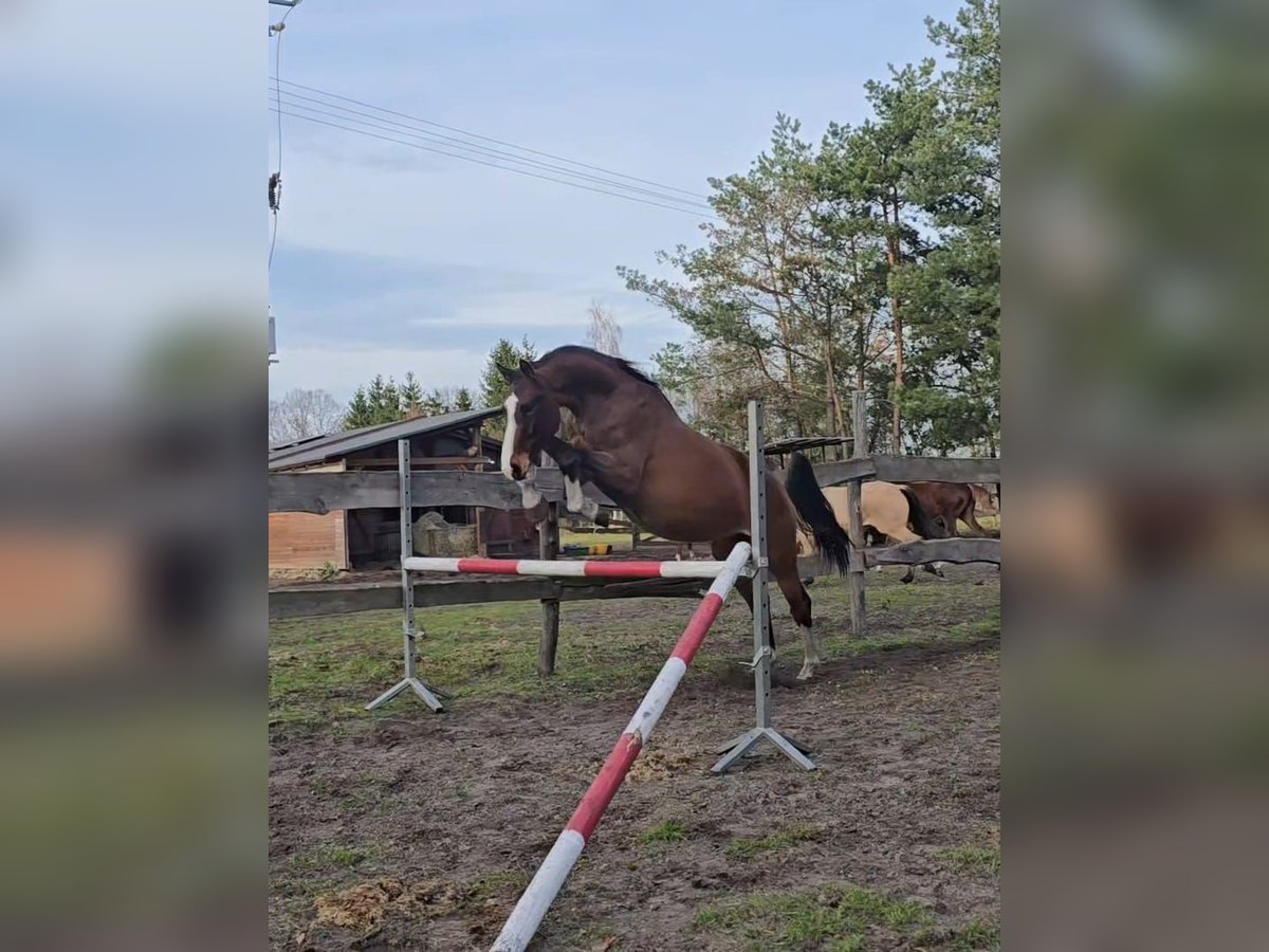 KWPN Caballo castrado 4 años 164 cm Castaño rojizo in Nowa R&#xF3;&#x17C;a