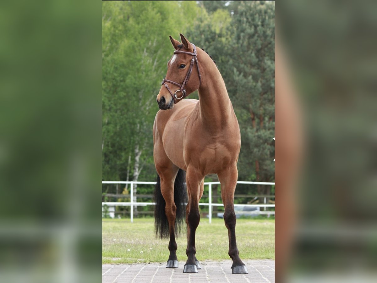 KWPN Caballo castrado 4 años 164 cm Castaño rojizo in Warszawa