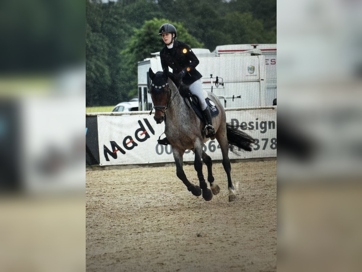 KWPN Caballo castrado 4 años 165 cm in Schladming