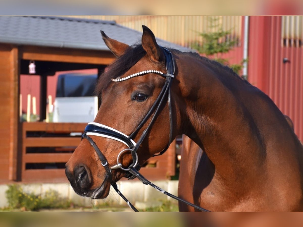 KWPN Caballo castrado 4 años 165 cm Castaño in Neuss