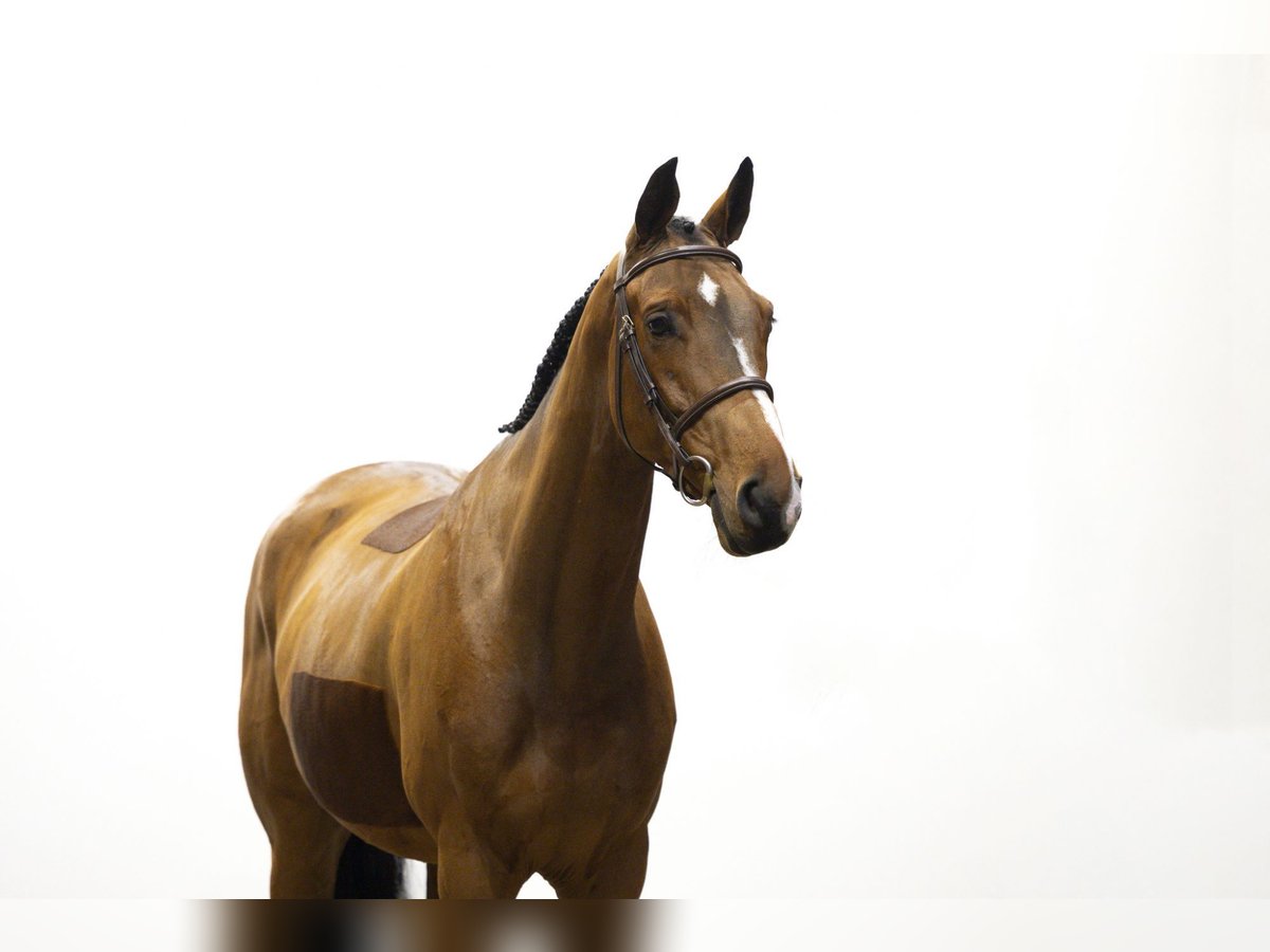 KWPN Caballo castrado 4 años 165 cm Castaño in Waddinxveen