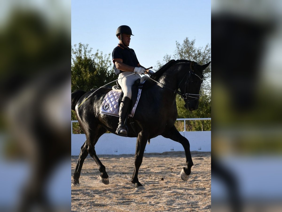 KWPN Mestizo Caballo castrado 4 años 165 cm Negro in Urtajo (Urbanizacion)