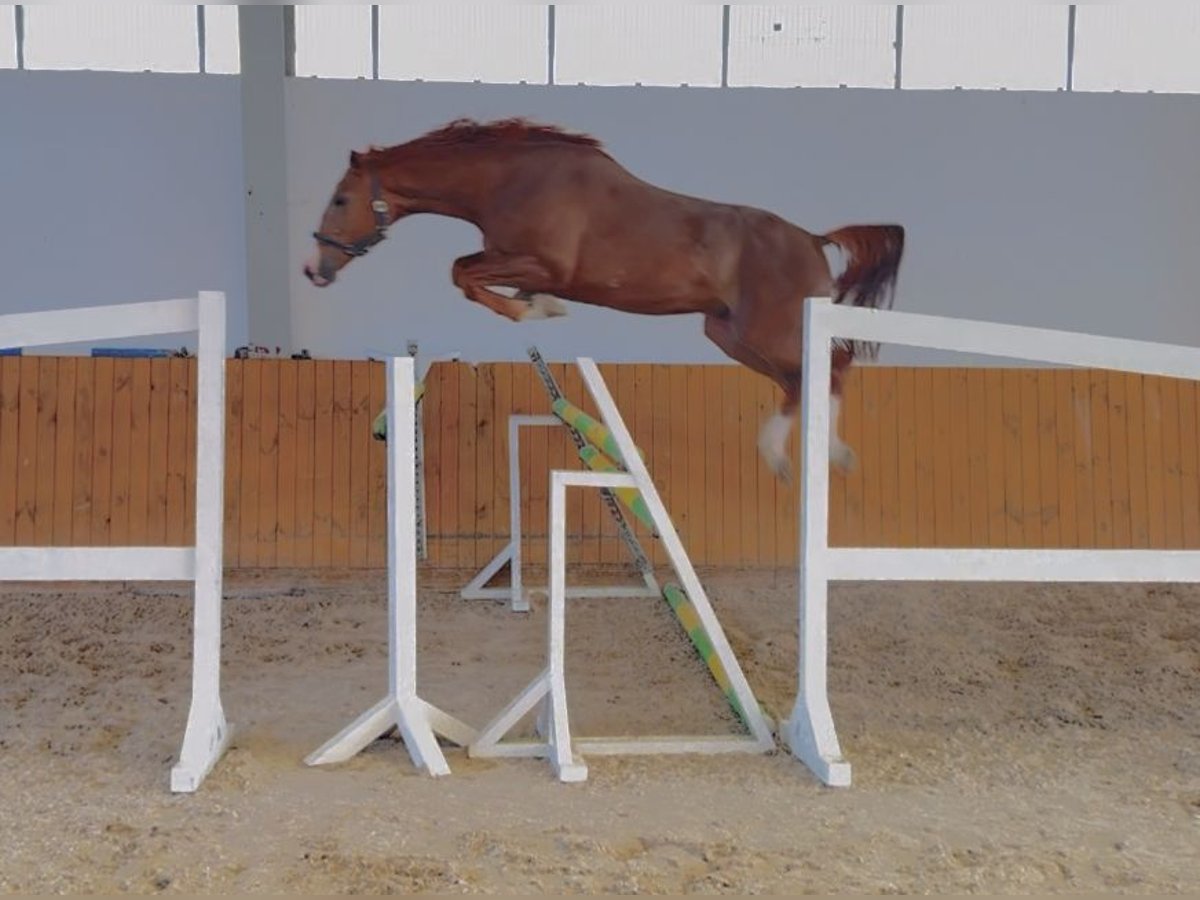 KWPN Caballo castrado 4 años 166 cm Alazán in KRAJENKA