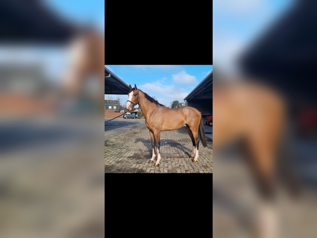 KWPN Caballo castrado 4 años 167 cm Castaño in Heijen