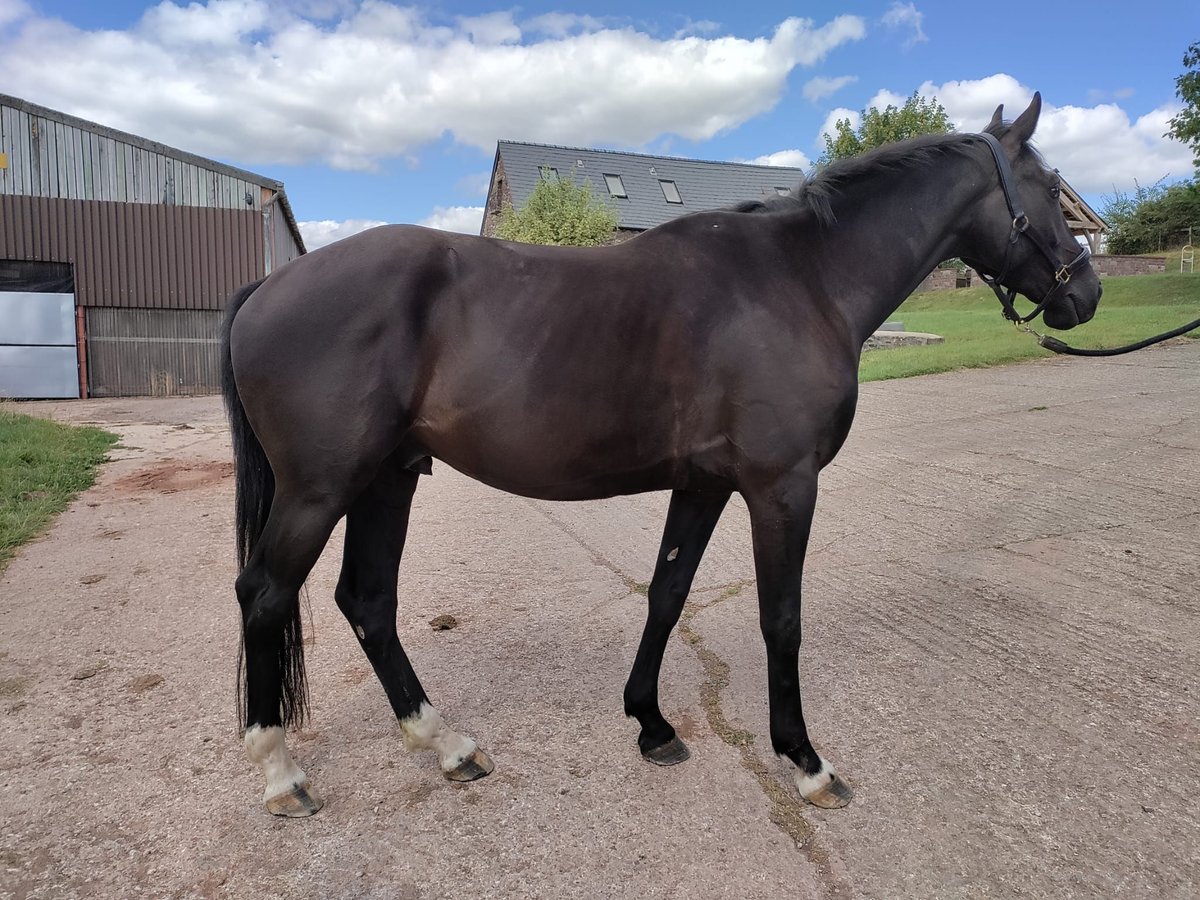 KWPN Caballo castrado 4 años 167 cm Negro in Monmouthsire