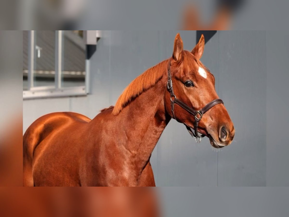 KWPN Caballo castrado 4 años 168 cm Alazán in Mettmann