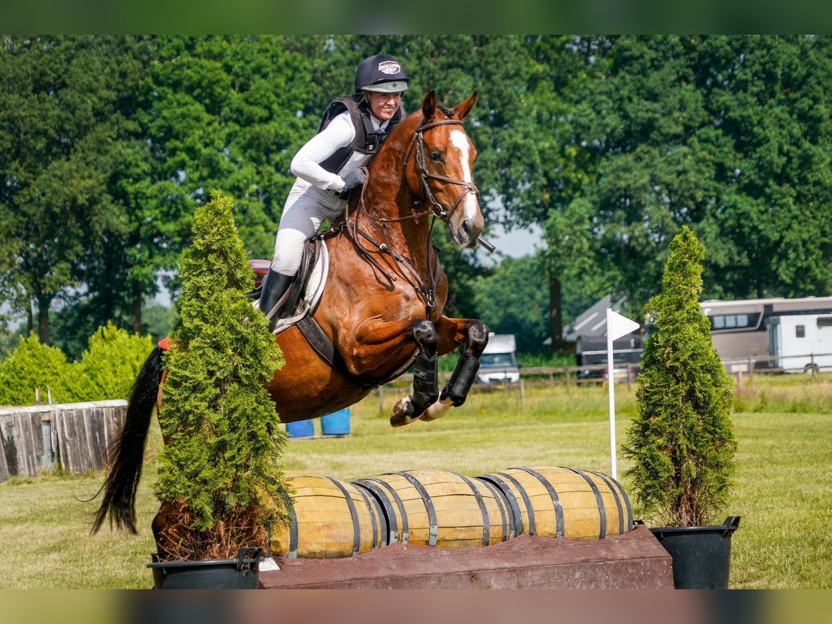 KWPN Caballo castrado 4 años 168 cm Castaño in Bavel AC