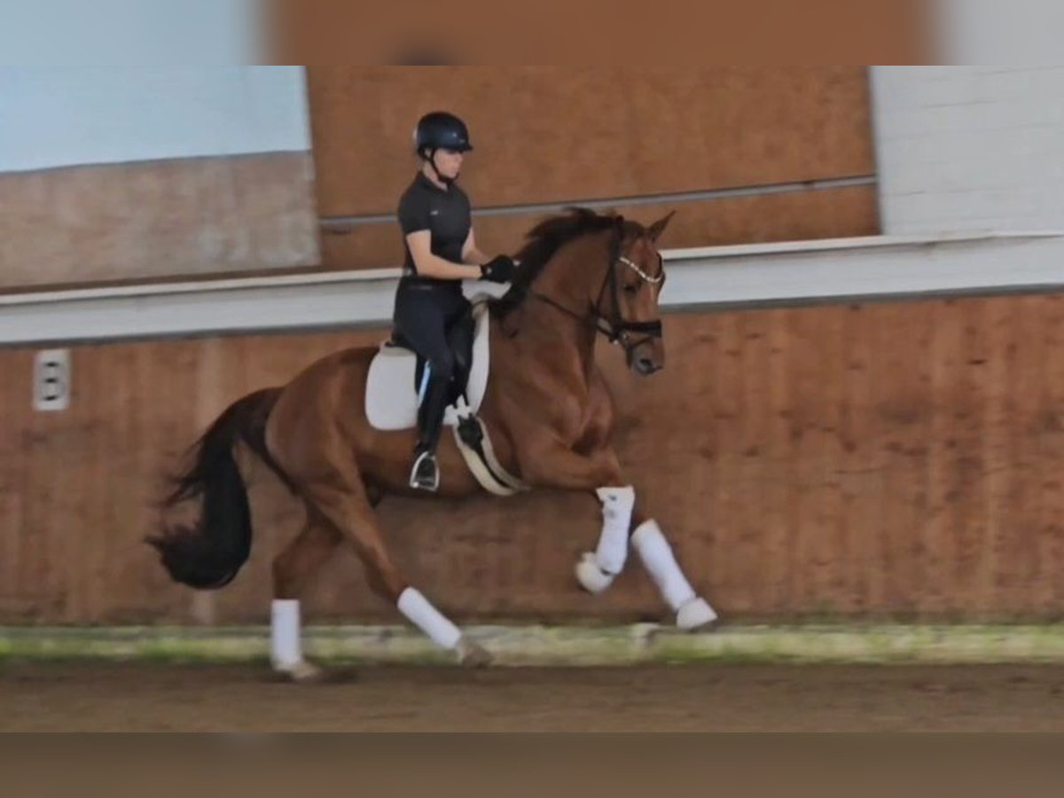 KWPN Caballo castrado 4 años 169 cm Alazán in Lippetal