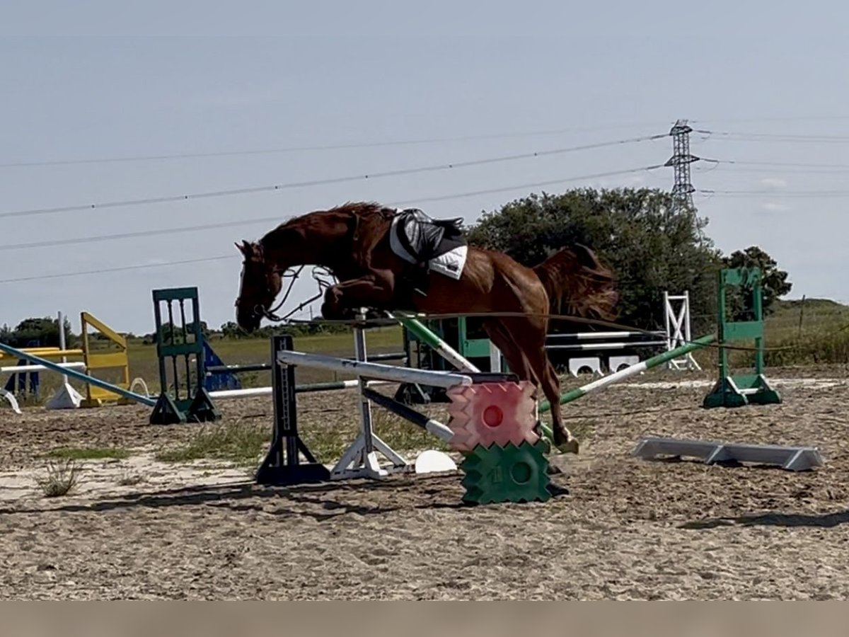 KWPN Caballo castrado 4 años 169 cm Alazán in madrid