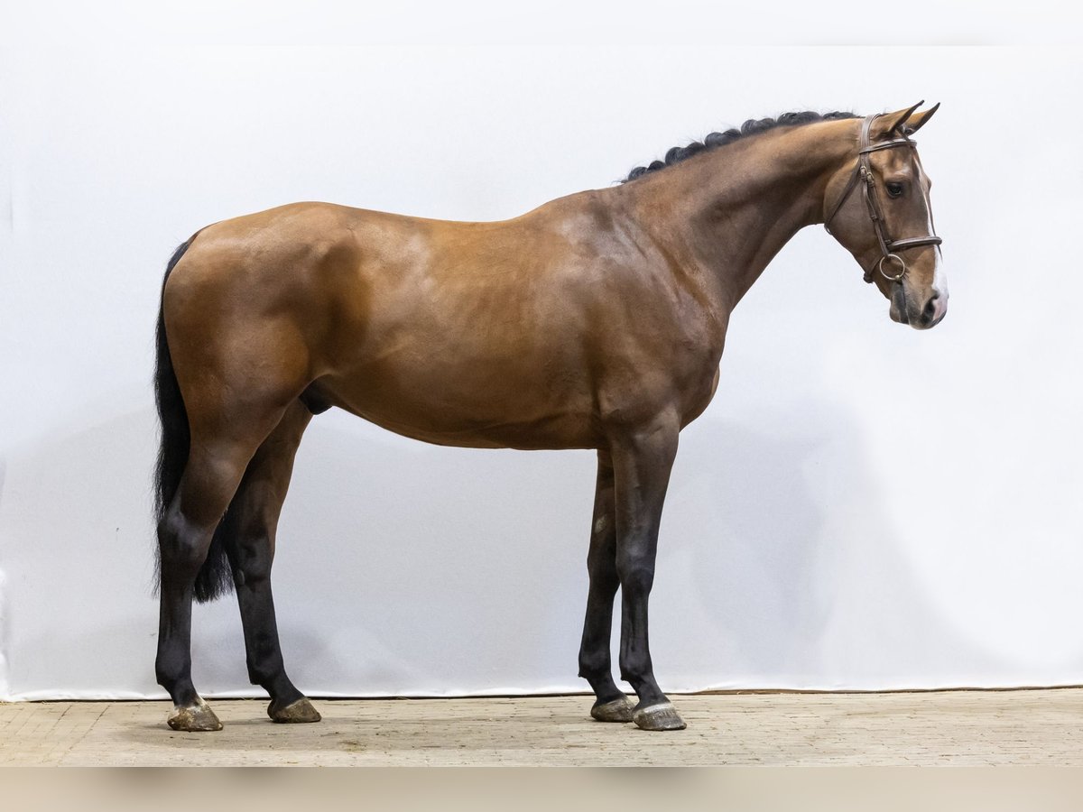 KWPN Caballo castrado 4 años 169 cm Castaño in Waddinxveen