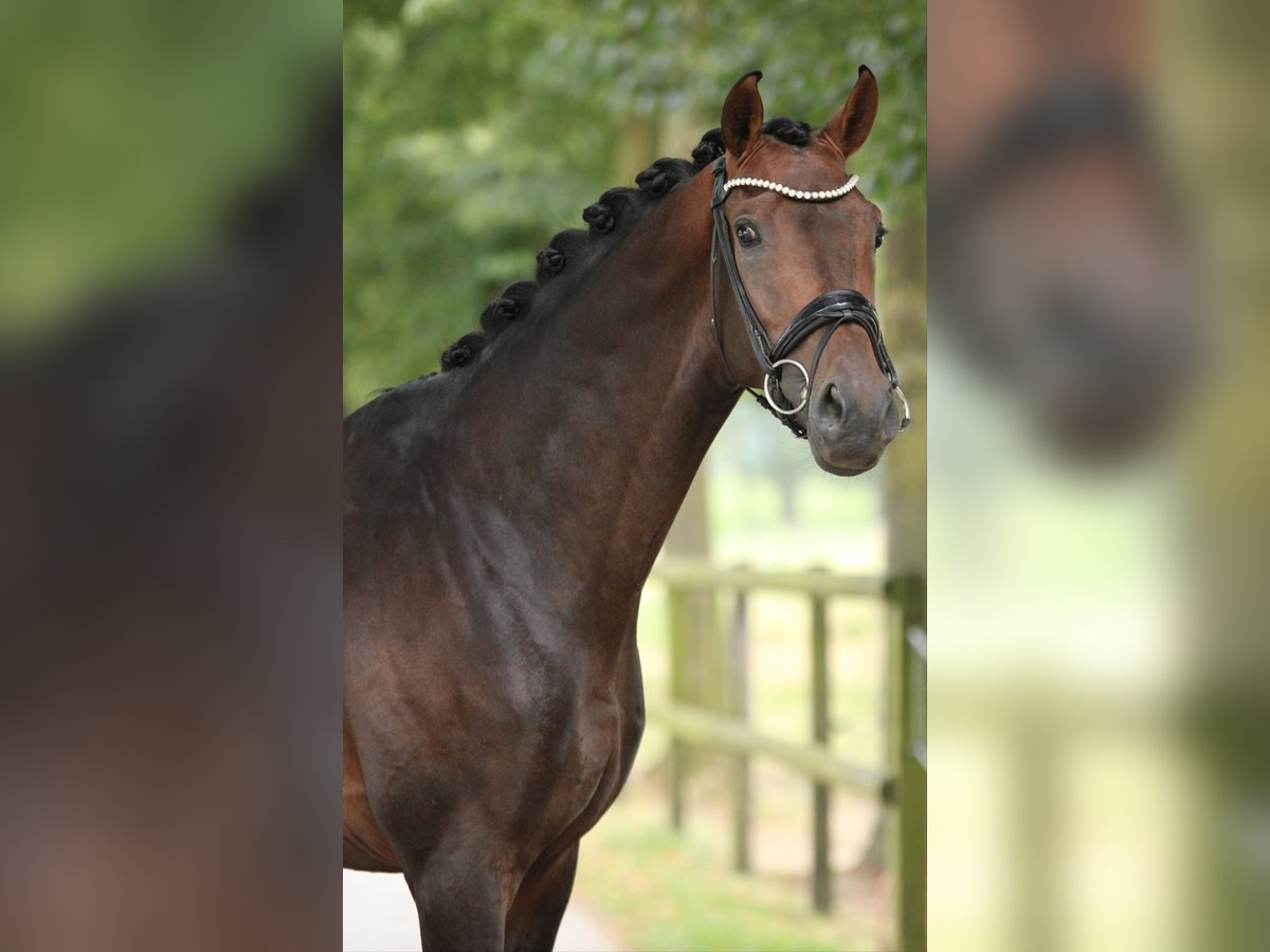 KWPN Caballo castrado 4 años 170 cm Castaño in Xanten