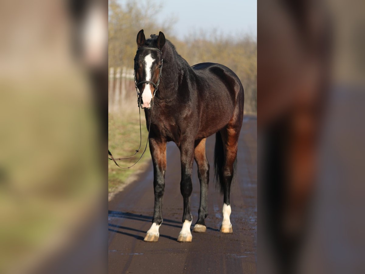 KWPN Caballo castrado 4 años 170 cm Castaño oscuro in Gyula