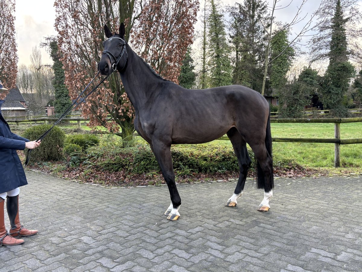 KWPN Caballo castrado 4 años 170 cm Castaño oscuro in Hamm