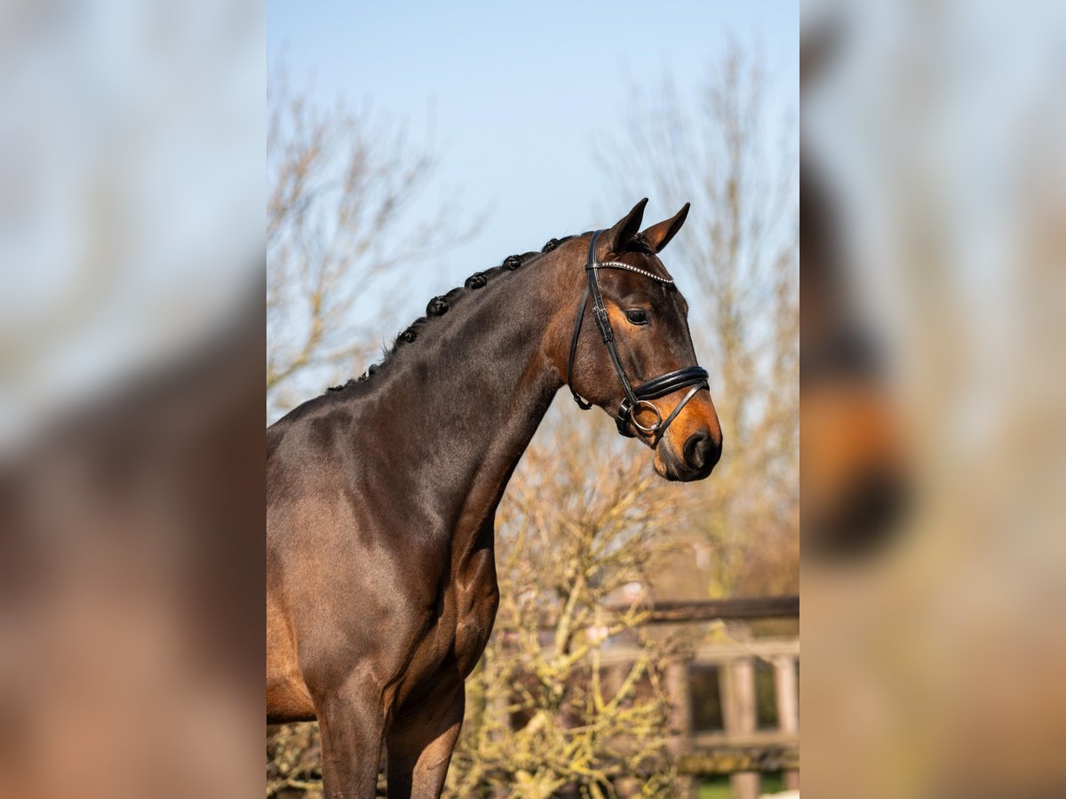 KWPN Caballo castrado 4 años 170 cm Castaño oscuro in Harlingen