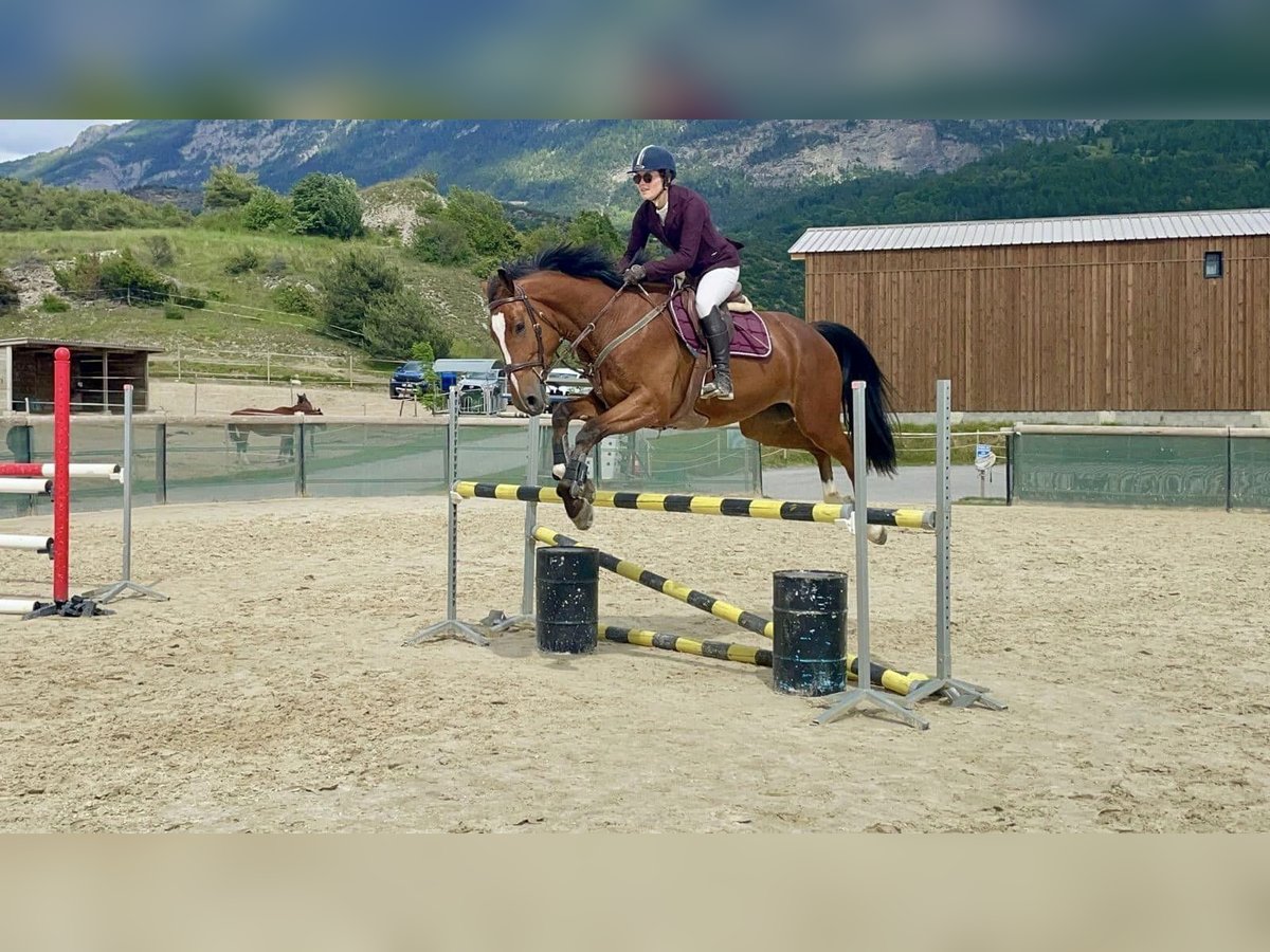 KWPN Caballo castrado 4 años 170 cm Castaño rojizo in Embrun