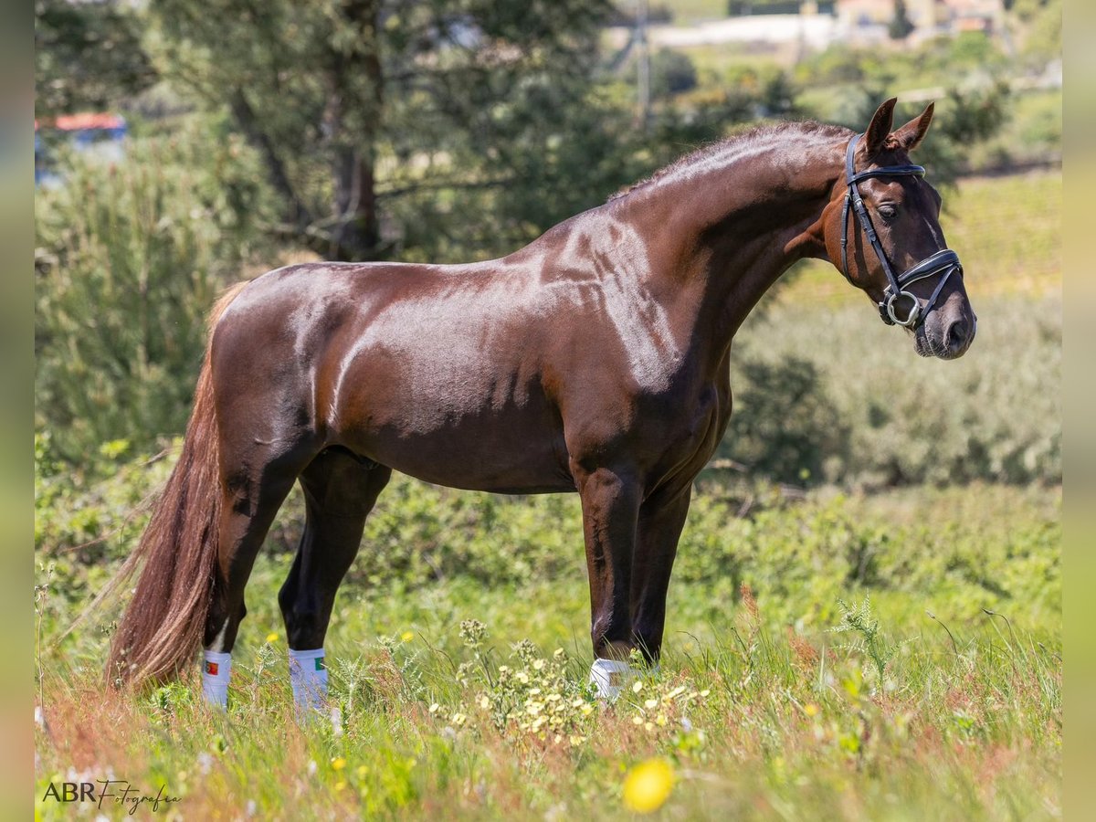 KWPN Caballo castrado 4 años 170 cm Morcillo in Aveiro