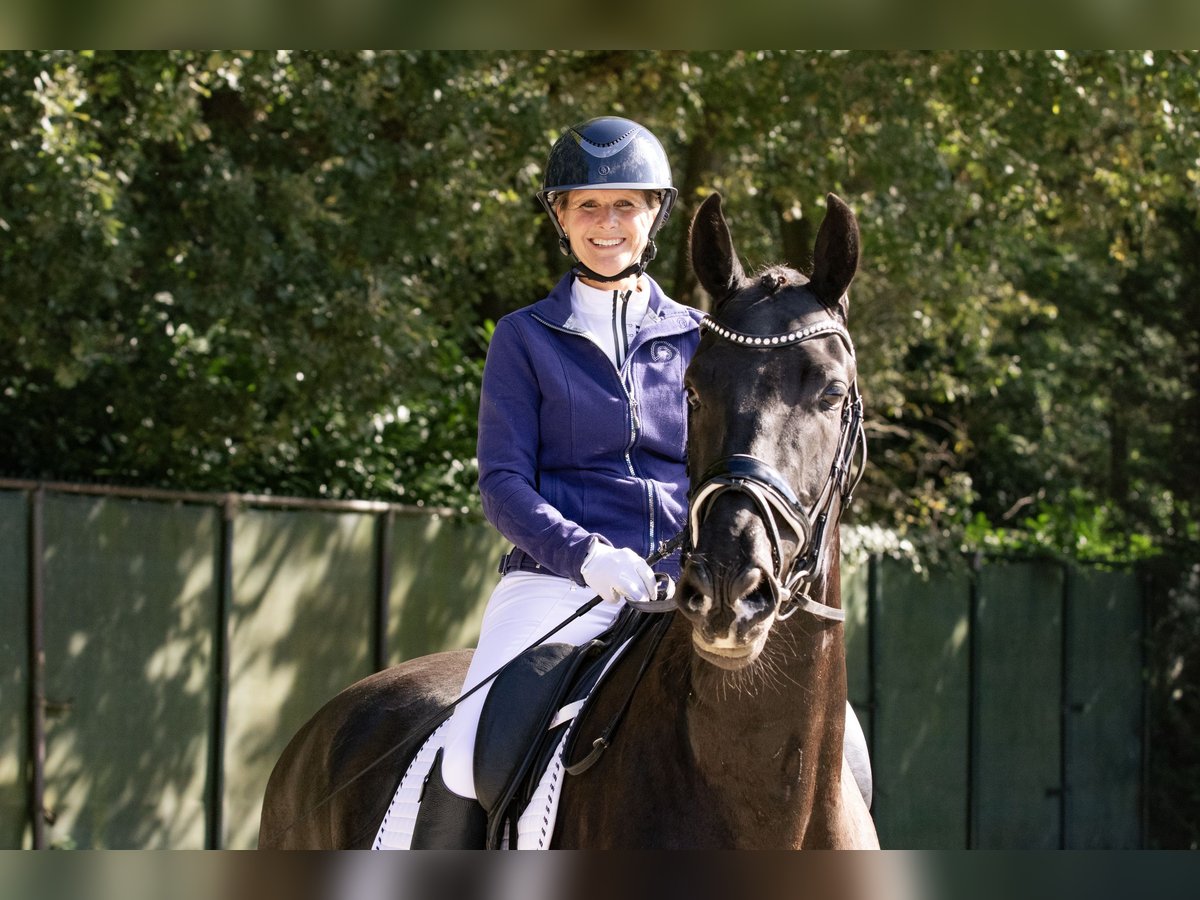 KWPN Caballo castrado 4 años 171 cm Negro in Bergen op Zoom