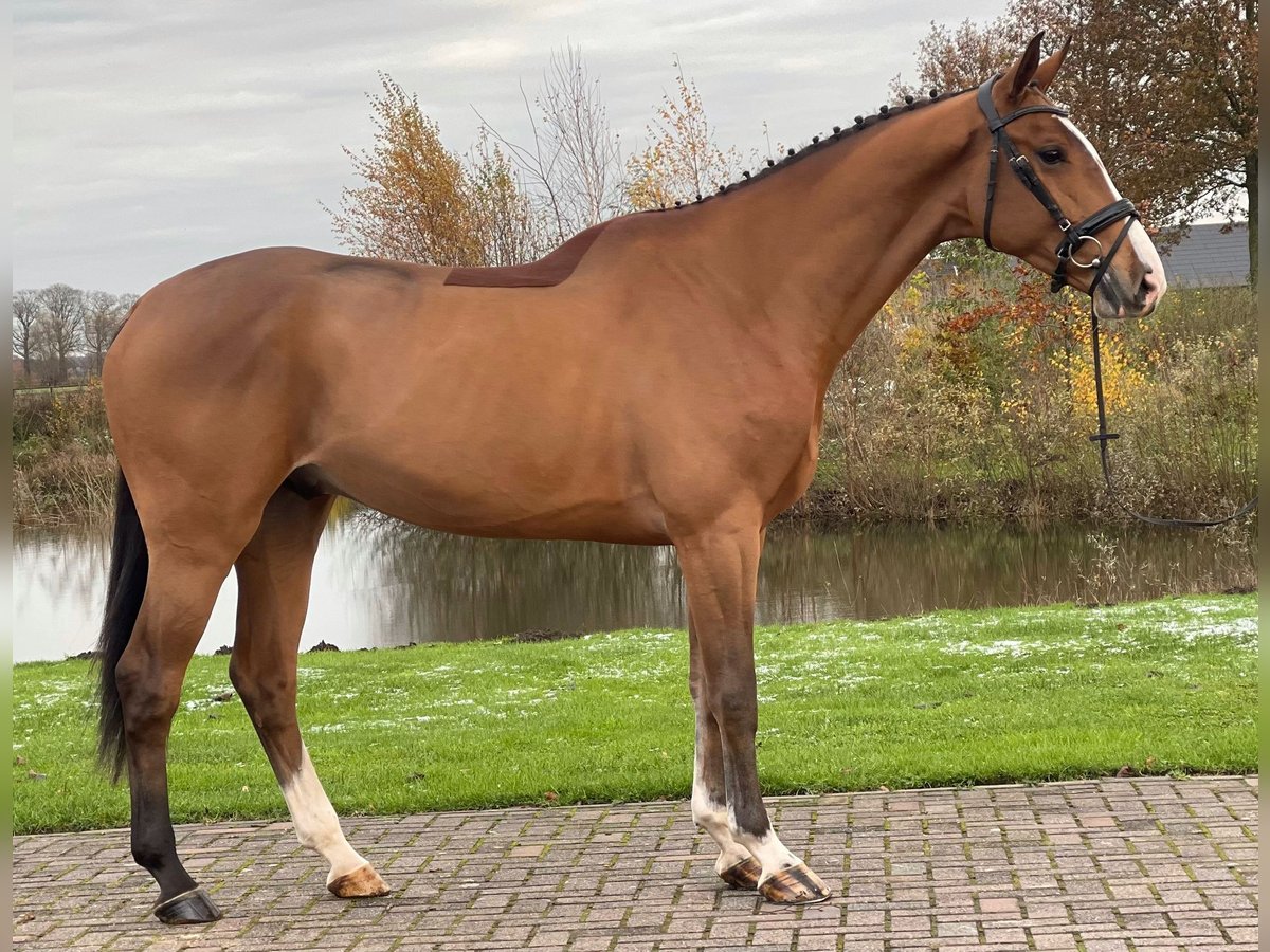 KWPN Caballo castrado 4 años 172 cm Alazán in GROTE-BROGEL