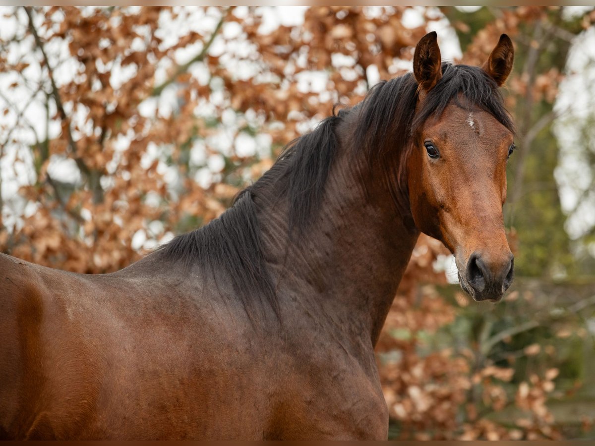 KWPN Caballo castrado 4 años 172 cm Castaño in OpmeerOpmeer