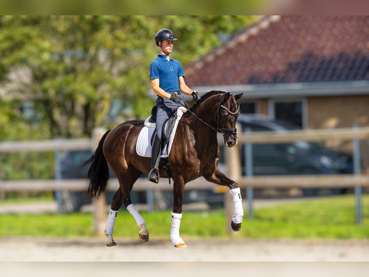 KWPN Caballo castrado 4 años 172 cm Negro in Yerseke