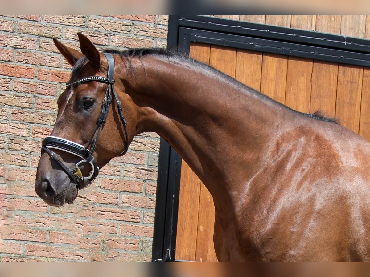 KWPN Caballo castrado 4 años 173 cm Alazán-tostado in Elim