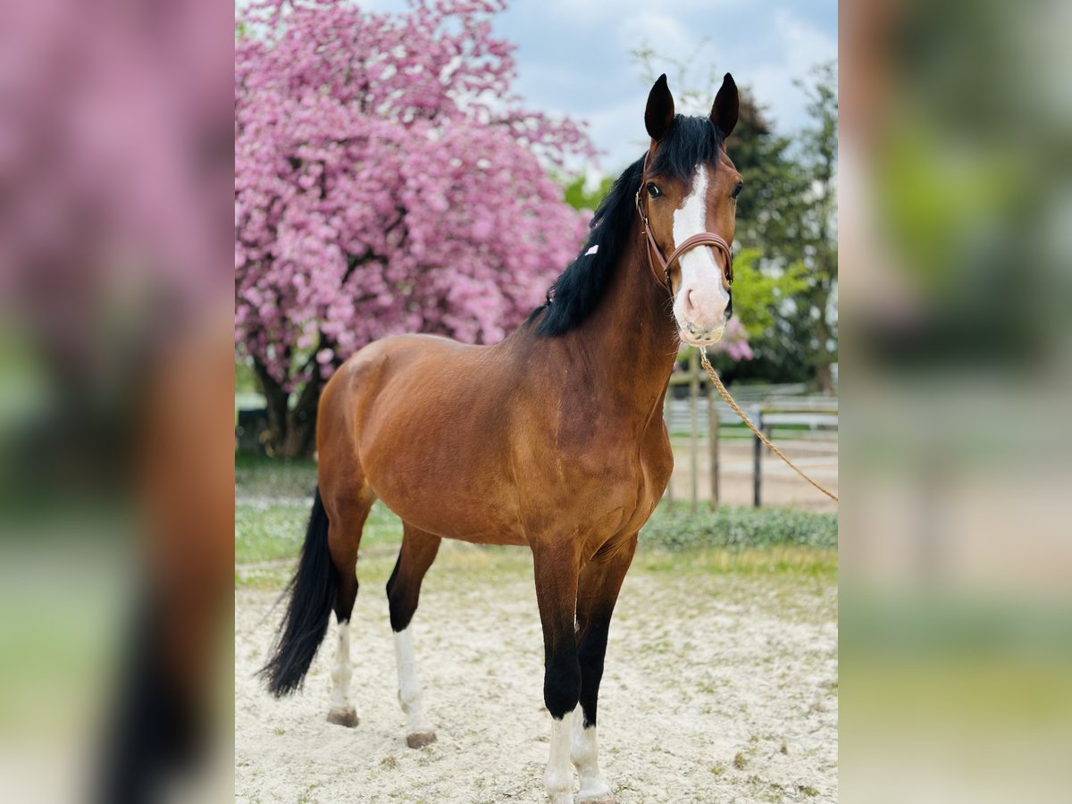 KWPN Caballo castrado 4 años 173 cm Castaño in Dreieich