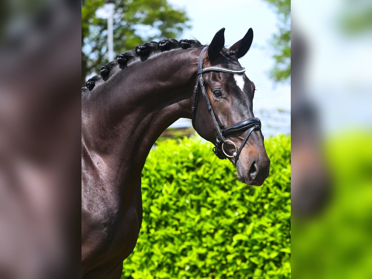 KWPN Caballo castrado 4 años 174 cm Morcillo in Fürstenau