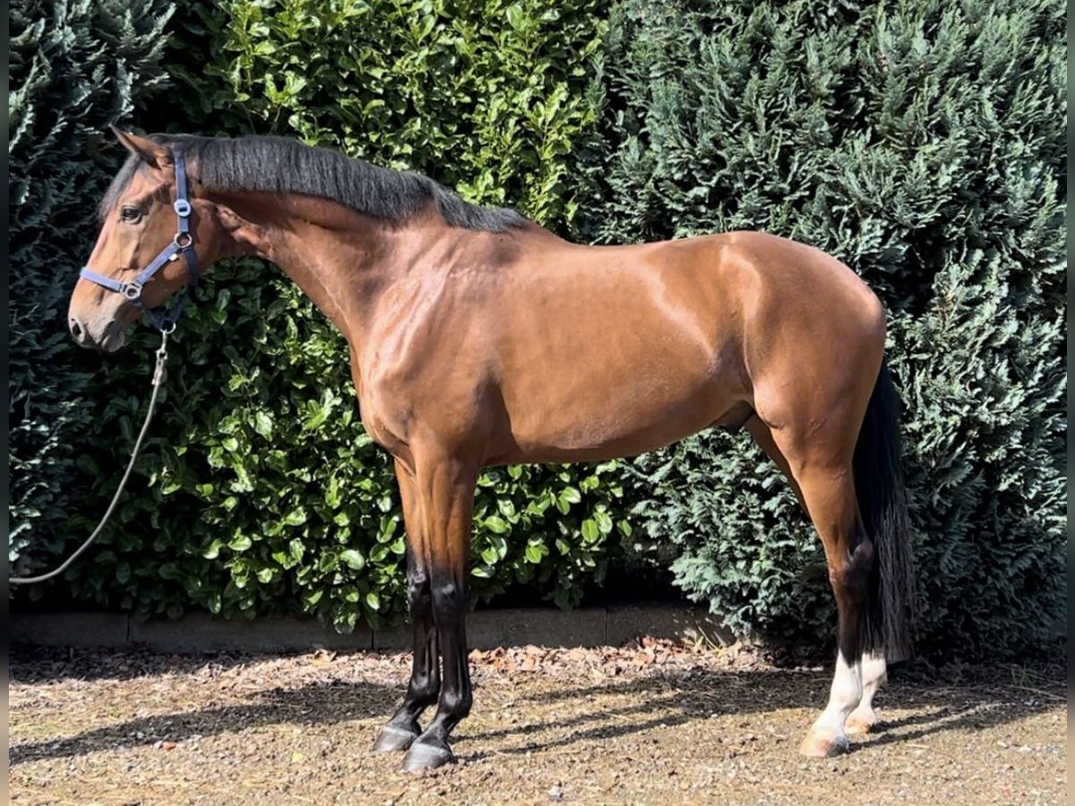 KWPN Caballo castrado 4 años 175 cm Castaño in Oud Gastel