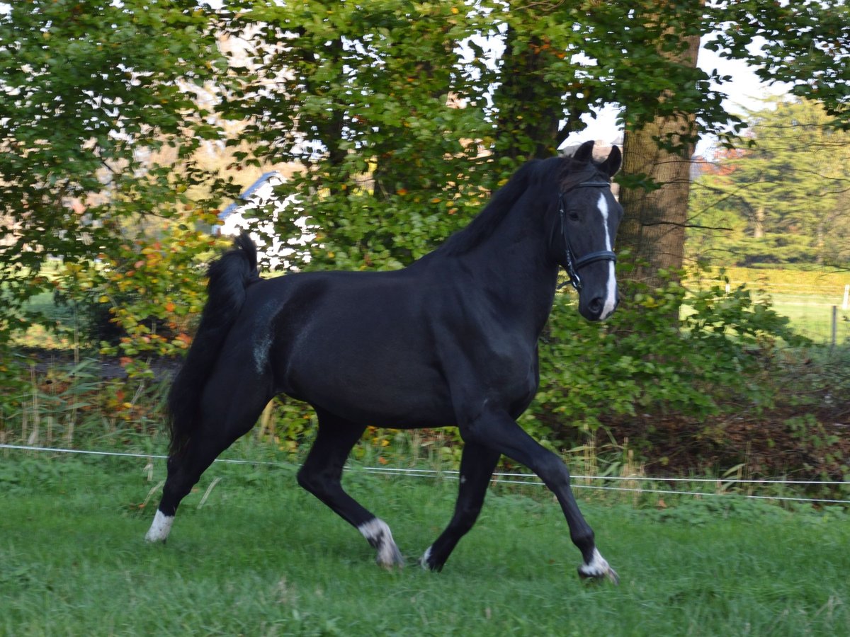 KWPN Caballo castrado 4 años 175 cm Negro in Doornspijk