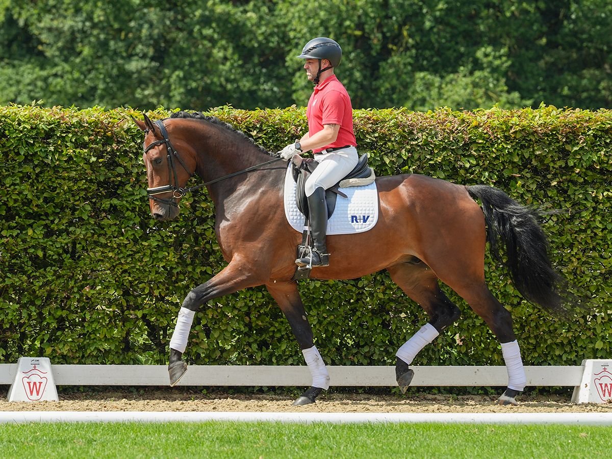 KWPN Caballo castrado 4 años 179 cm Castaño in Münster