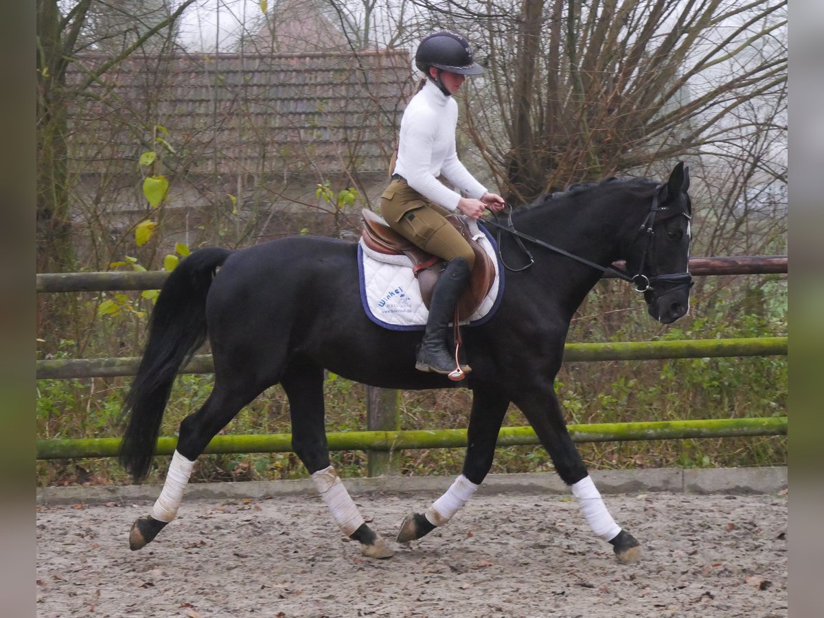 KWPN Mestizo Caballo castrado 5 años 155 cm Negro in Dorsten