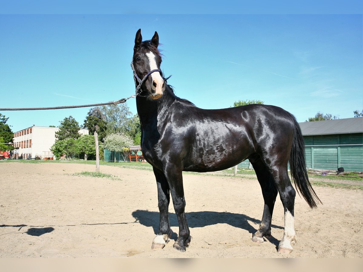 KWPN Caballo castrado 5 años 160 cm Negro in Budapest