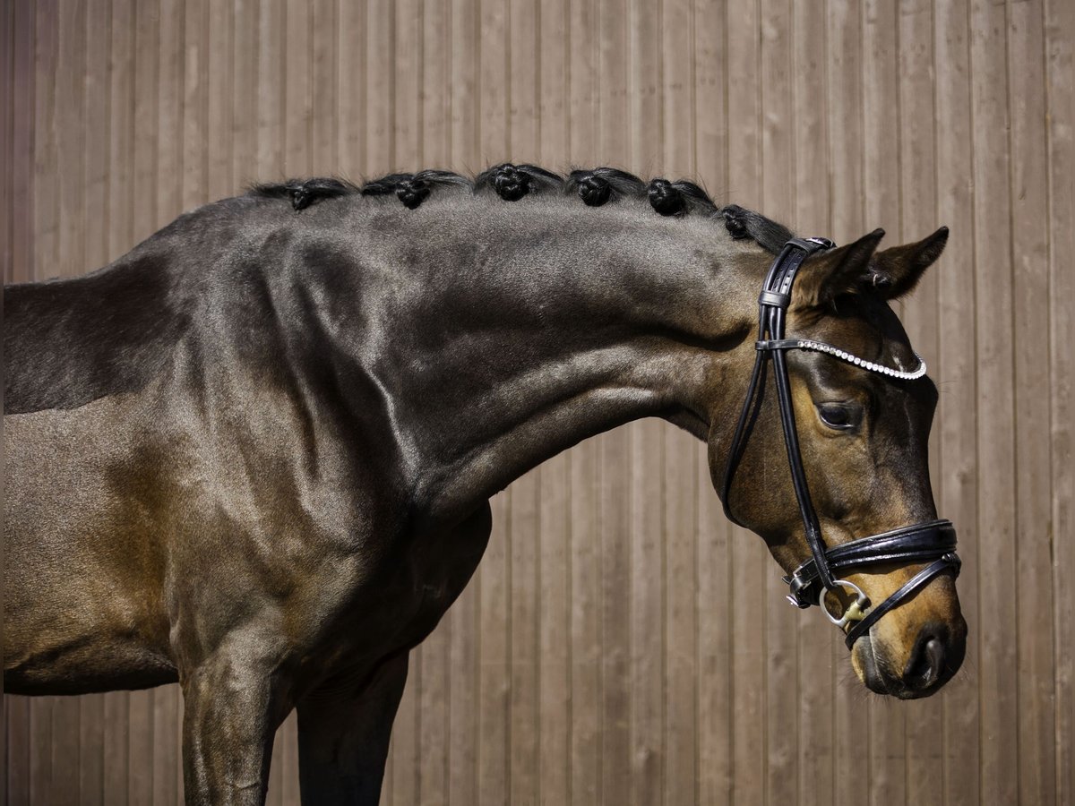 KWPN Caballo castrado 5 años 162 cm Castaño oscuro in Mömbris