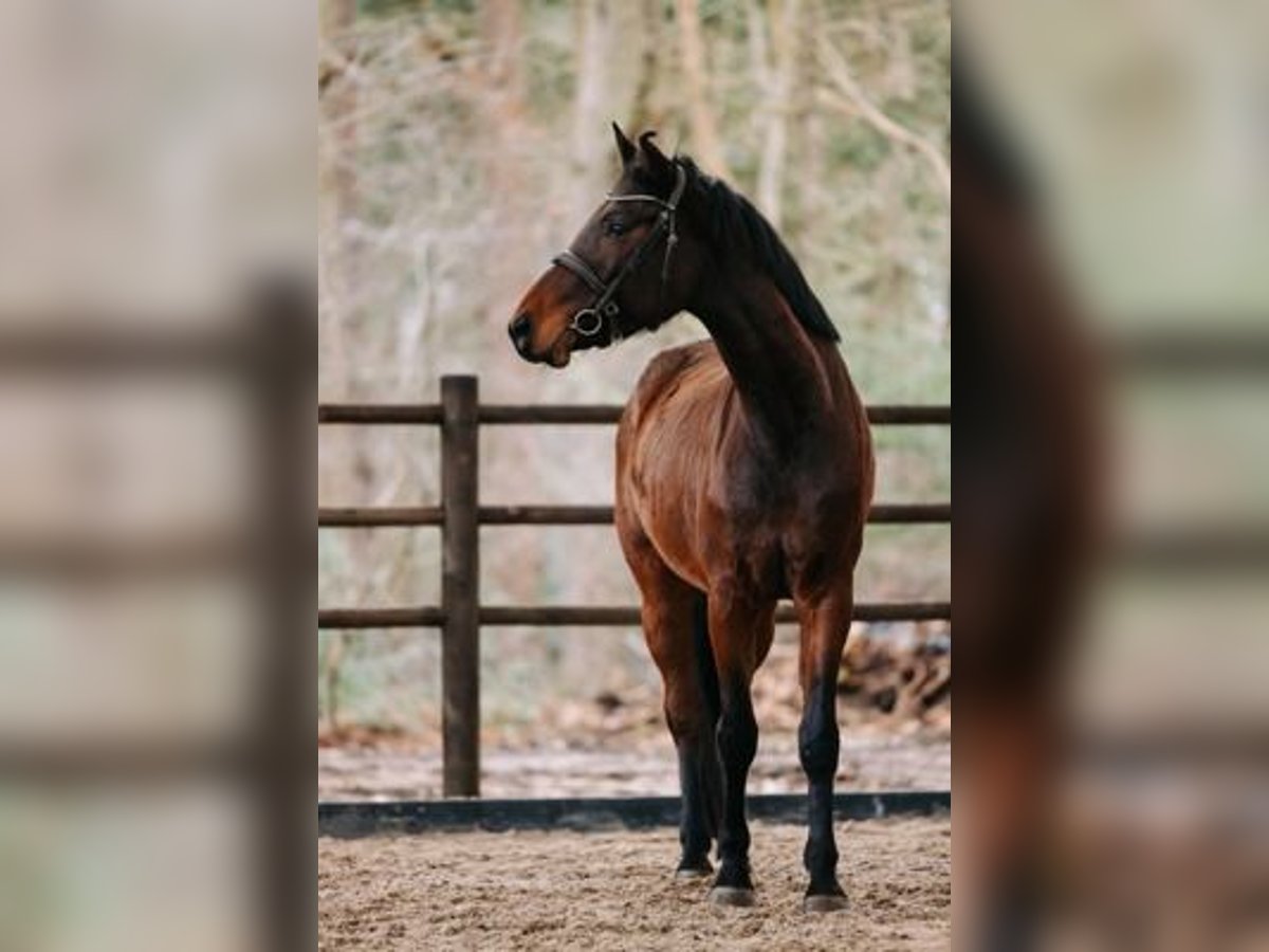 KWPN Caballo castrado 5 años 163 cm Castaño in GROTE-BROGEL