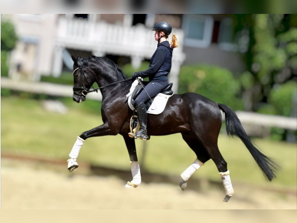 KWPN Caballo castrado 5 años 163 cm Negro in Neuss